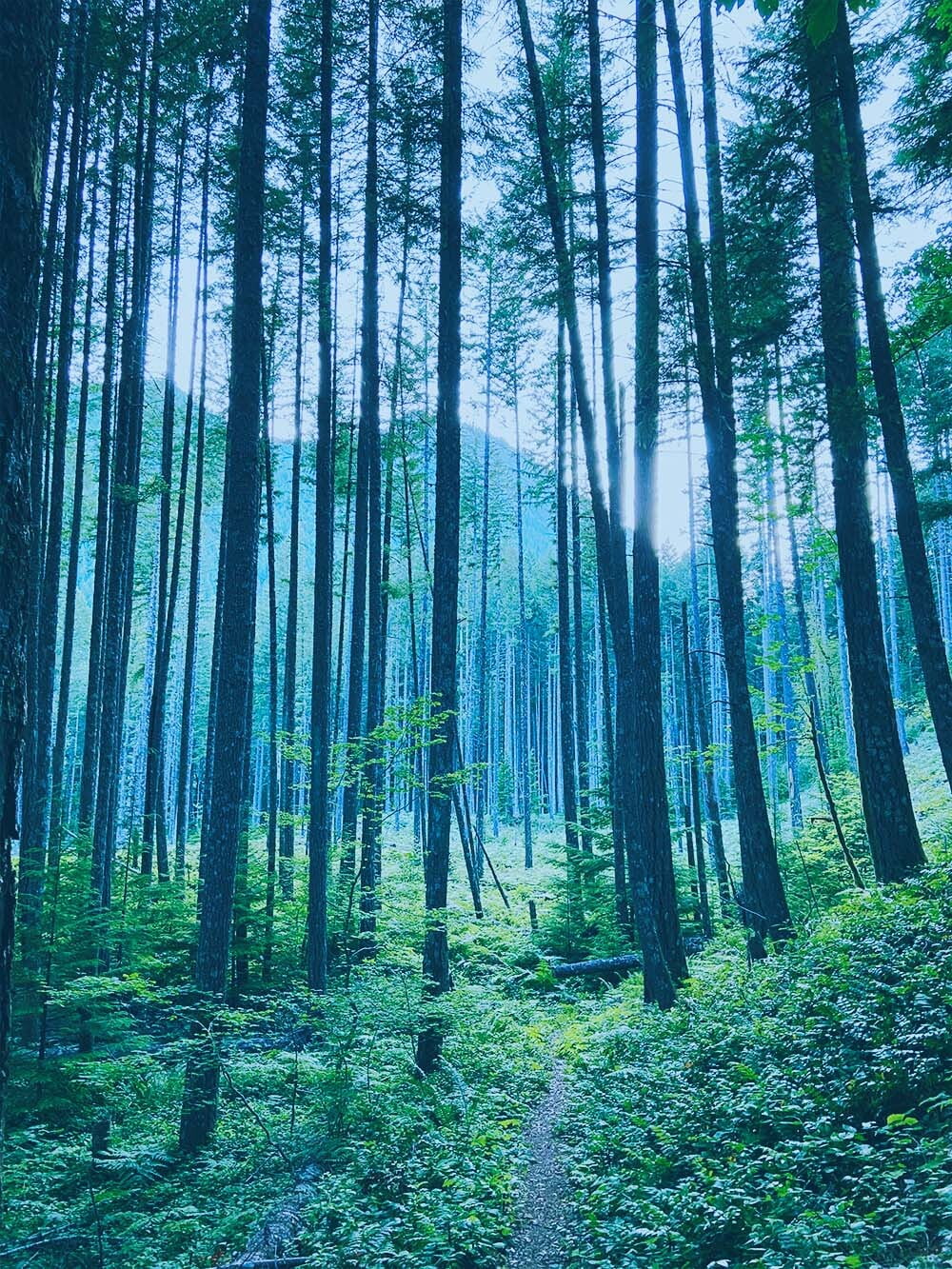 Tree and Arborist Services