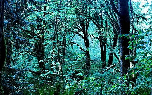 Native Forest