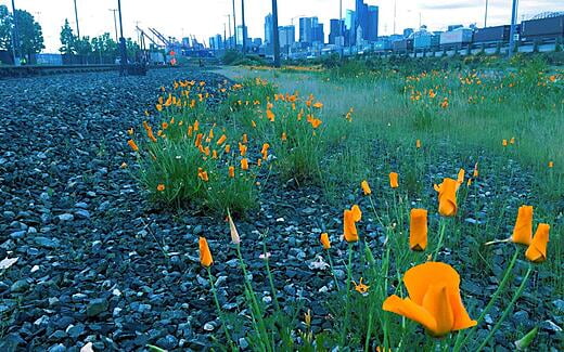 Urban Beauty