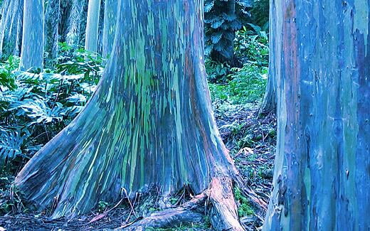 Eucalyptus deglupta