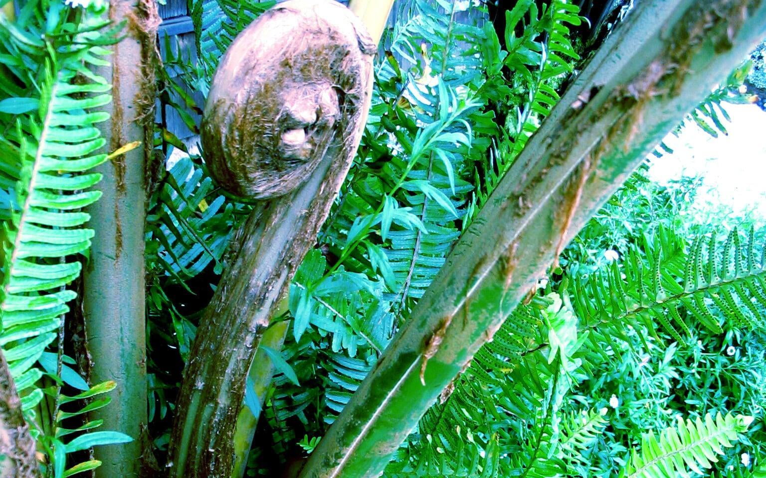 Giant Fiddlehead